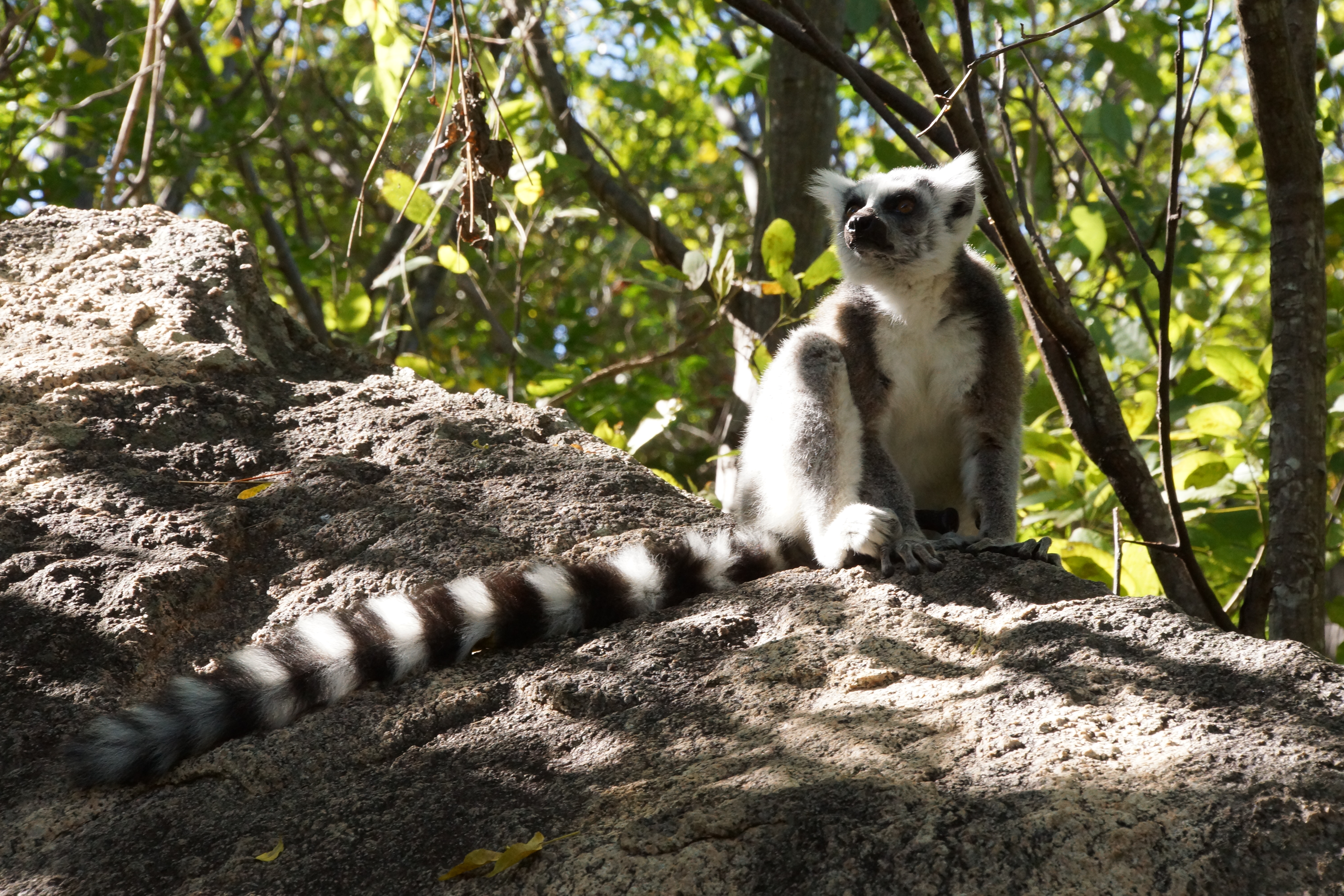 MADAGASKAR | Mit Menschen und Lemuren auf Du und Du