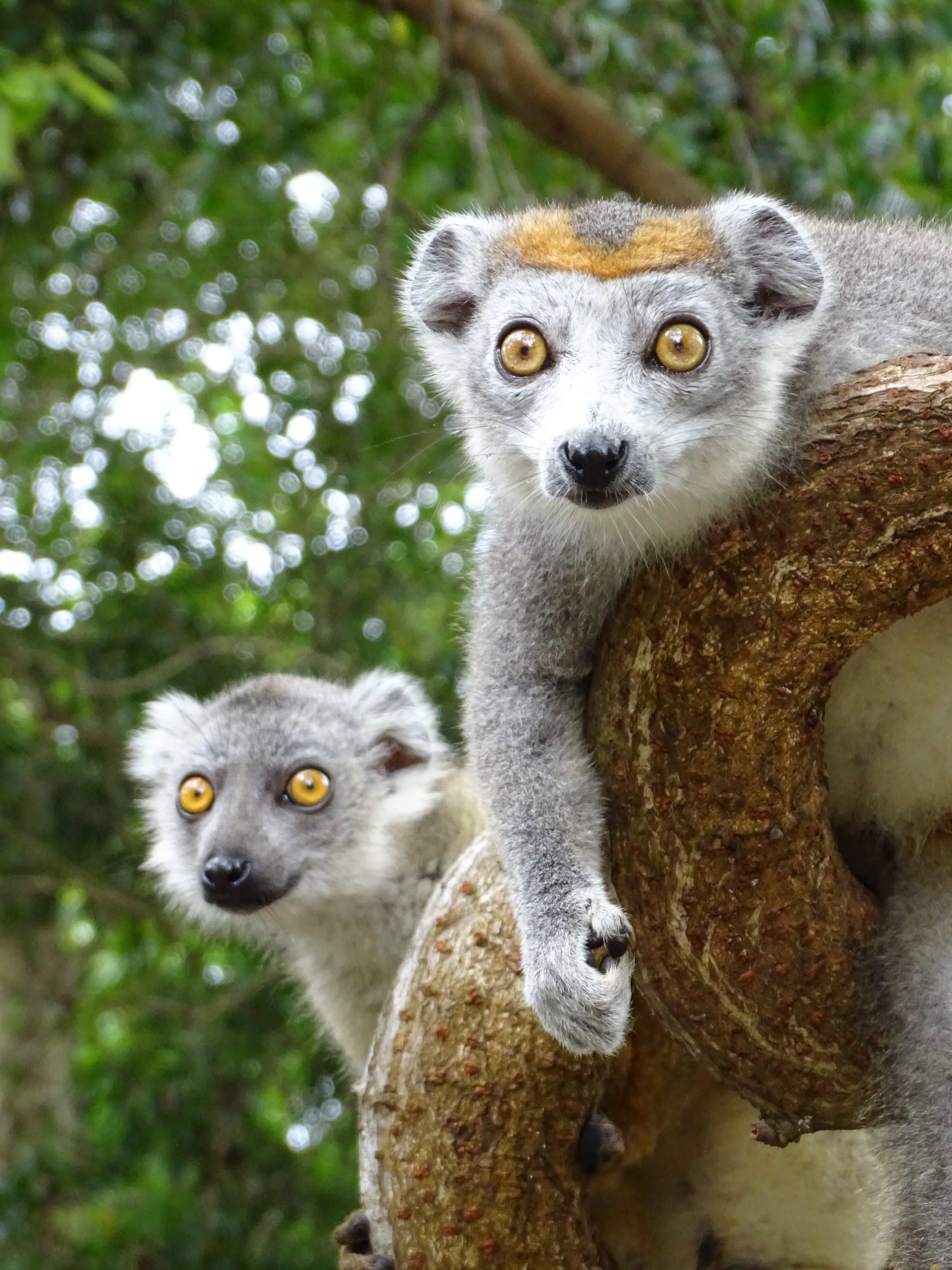 MADAGASKAR | Mit Menschen und Lemuren auf Du und Du
