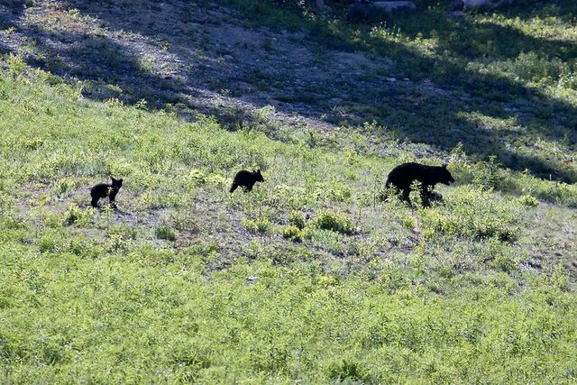 Hilton Whistler Resort & Spa ★★★★
