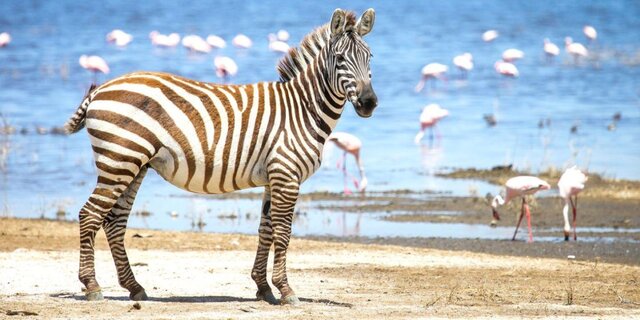 Kenia & Tansania - Ostafrikas Highlights - Rundreise, Safari & Baden