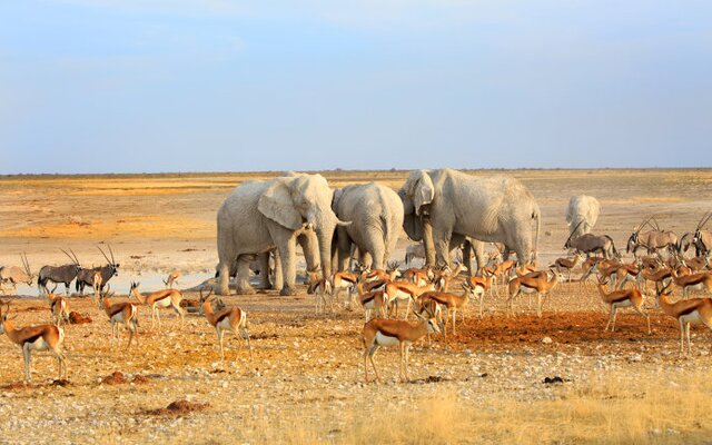 Safarivergnügen im Etosha Nationalpark