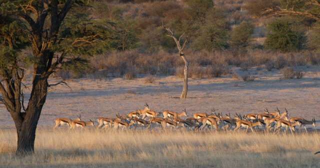 Die Kalahari: Wüstenreich und Tierparadies