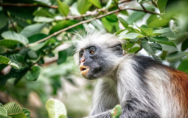 Im Herzen der Natur: Jozani Forest