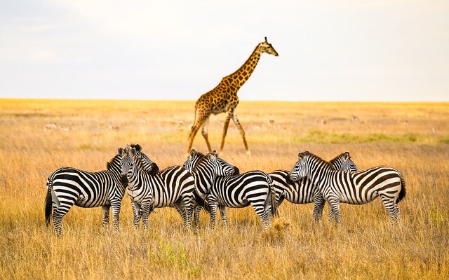 Serengeti-Nationalpark