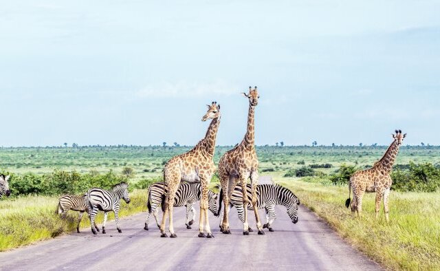 Krüger Nationalpark: Afrikas Wildnis hautnah erleben