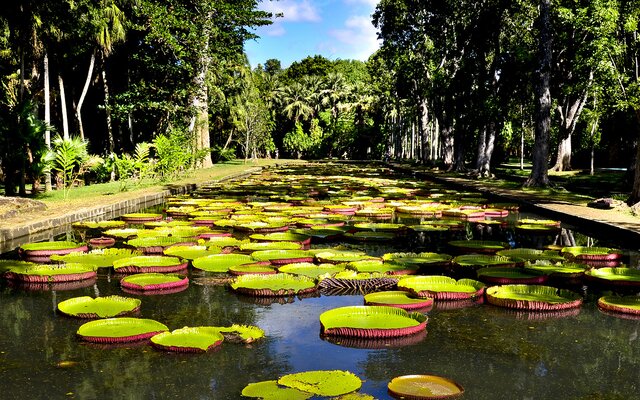 Botanischer Garten Pamplemousses