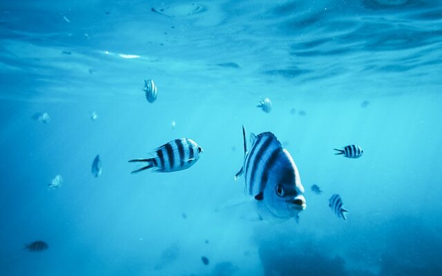 Cayo Arena: Paradies im türkisblauen Ozean