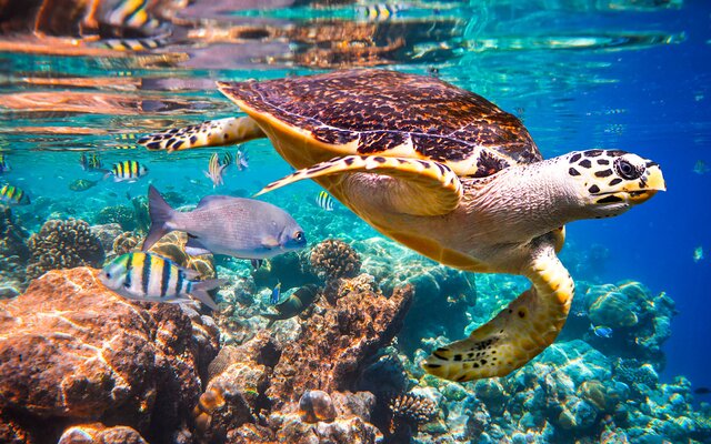 Mushimas Migili Reef