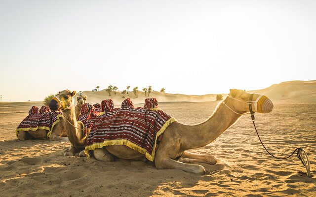 Kamelrennen auf dem Al Shahaniya Camel Racetrack