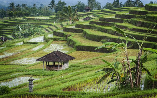 Jatiluwih-Reisterrassen auf Bali