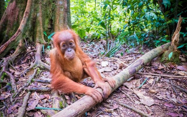 Nationalpark Tanjung Puting auf Borneo