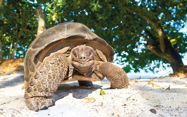 Curieuse: Juwel der Seychellen
