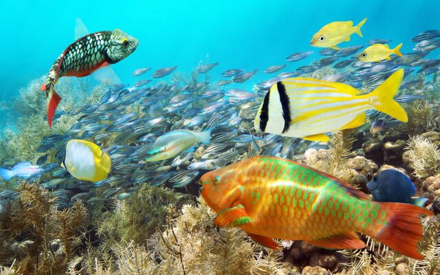 Bonaire National Marine Park auf Bonaire 