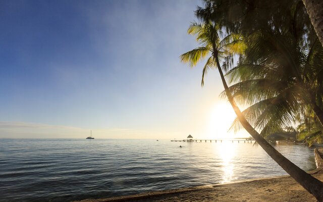 Geschenke unter Palmen
