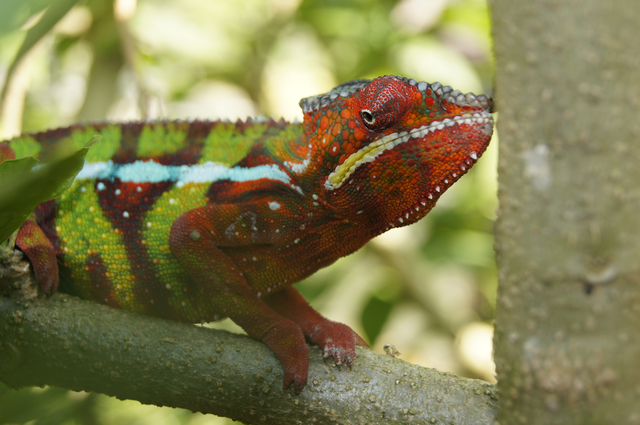 MADAGASKAR | Mit Menschen und Lemuren auf Du und Du