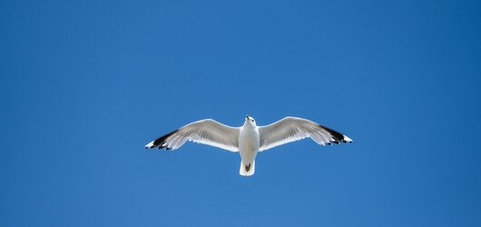Kreuzfahrten