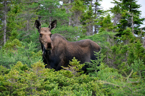 Goldener Ahorn - Zug Erlebnissreise quer durch Kanada