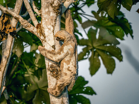 Exklusiv-Charter: 1.000 Meilen auf dem Amazonas Von Tabatinga nach Manaus
