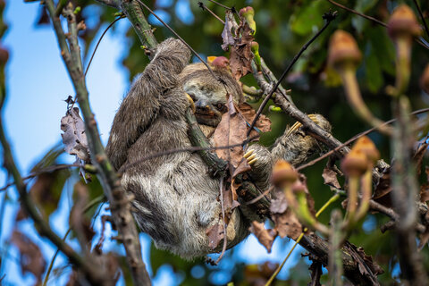 Exklusiv-Charter: 1.000 Meilen auf dem Amazonas Von Tabatinga nach Manaus