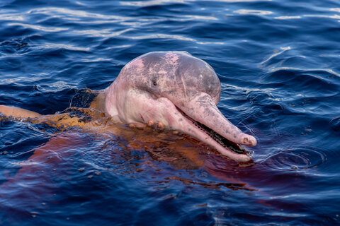 1.000 Meilen auf dem Amazonas - Exklusiv-Charter: 1.000 Meilen auf dem Amazonas von Manaus nach Tabatinga