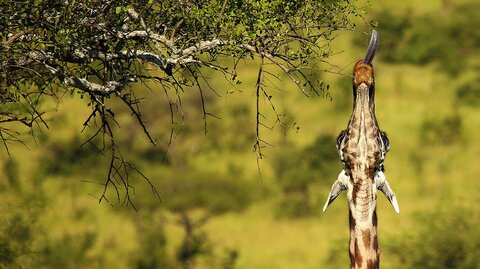 North Tanzania 5 Nächte - Privat