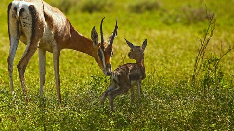 North Tanzania 5 Nächte - Privat