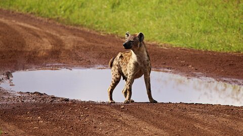 North Tanzania 6 Nächte - Privat