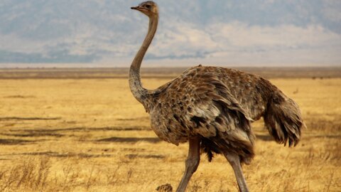 North Tanzania 6 Nächte - Privat