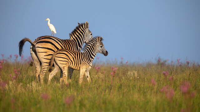 North Tanzania 7 Nächte - Privat
