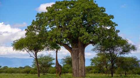 North Tanzania 10 Nächte - Privat