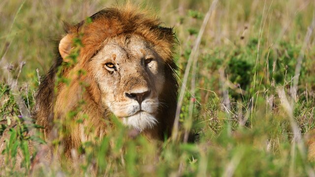 Tanzania Safari-Abenteuer 7 Nächte - Privat