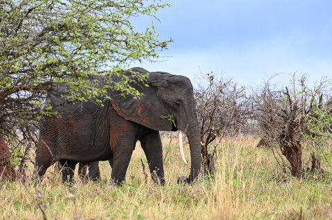Tanzania Safari-Abenteuer 7 Nächte - Privat