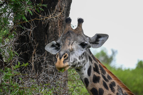 Tanzania Safari-Abenteuer 7 Nächte - Privat