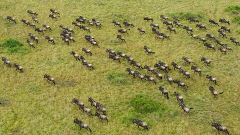 Tanzania Safari-Abenteuer 7 Nächte - Privat