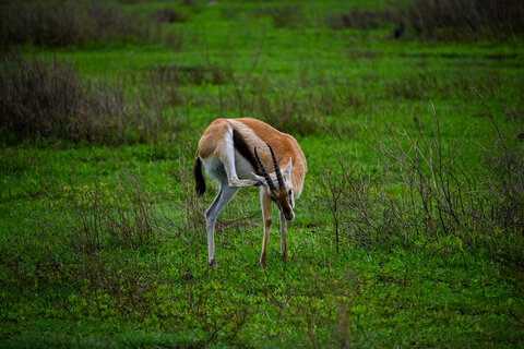 Tanzania Safari-Abenteuer 7 Nächte - Privat