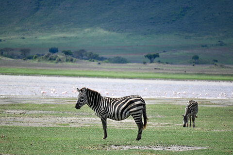 Tanzania Safari-Abenteuer 7 Nächte - Privat