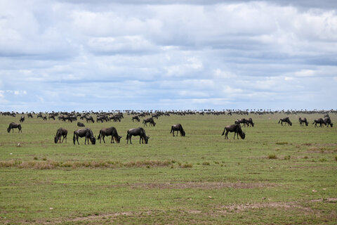 Tanzania Safari-Abenteuer 7 Nächte - Privat