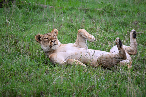 Tanzania Safari-Abenteuer 7 Nächte - Privat