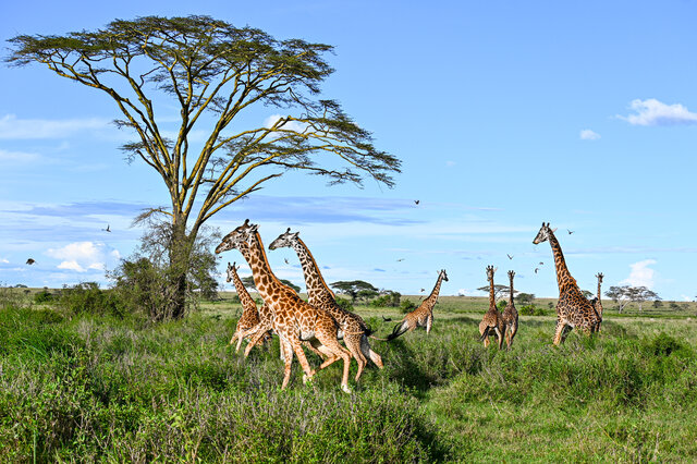 Tanzania Classic 4 Nächte - Privat