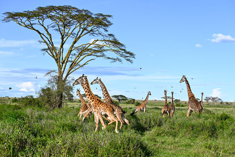 Tanzania Classic 4 Nächte - Privat