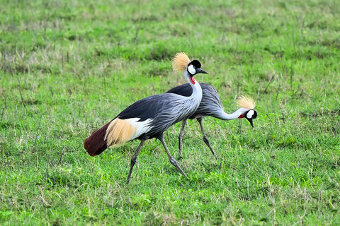 Tanzania Classic 4 Nächte - Privat