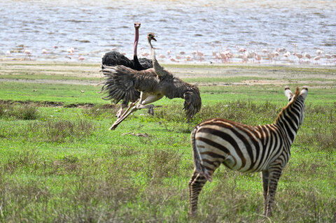 Tanzania Classic 4 Nächte - Privat