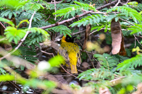 Tanzania Classic 4 Nächte - Privat