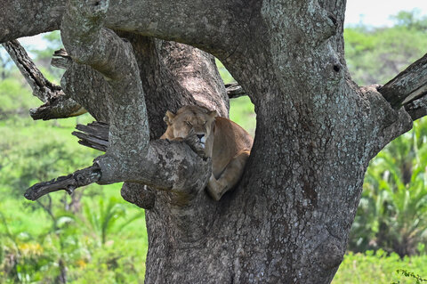 Tanzania Classic 4 Nächte - Privat