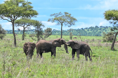 Tanzania Classic 4 Nächte - Privat