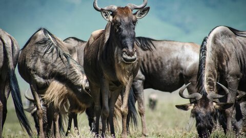 2 Nächte Fly-in Safari Selous/ Nyerere - Kleingruppe 