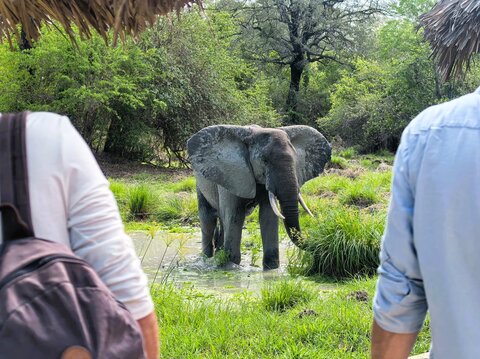 2 Nächte Fly-in Safari Selous/ Nyerere - Kleingruppe 