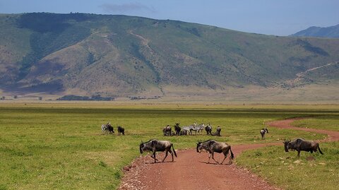 2 Nächte Fly-in Safari Selous/ Nyerere - Kleingruppe 