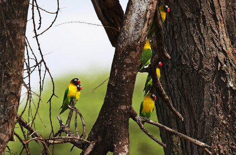 3 Nächte Fly-in Safari Selous/Nyerere - Kleingruppe