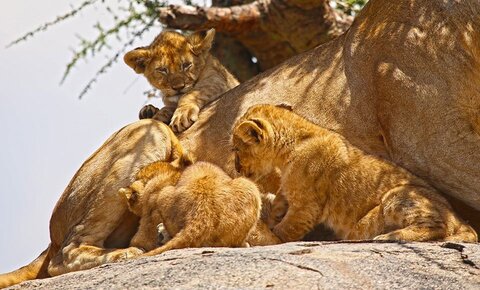 3 Nächte Fly-in Safari Selous/Nyerere - Kleingruppe